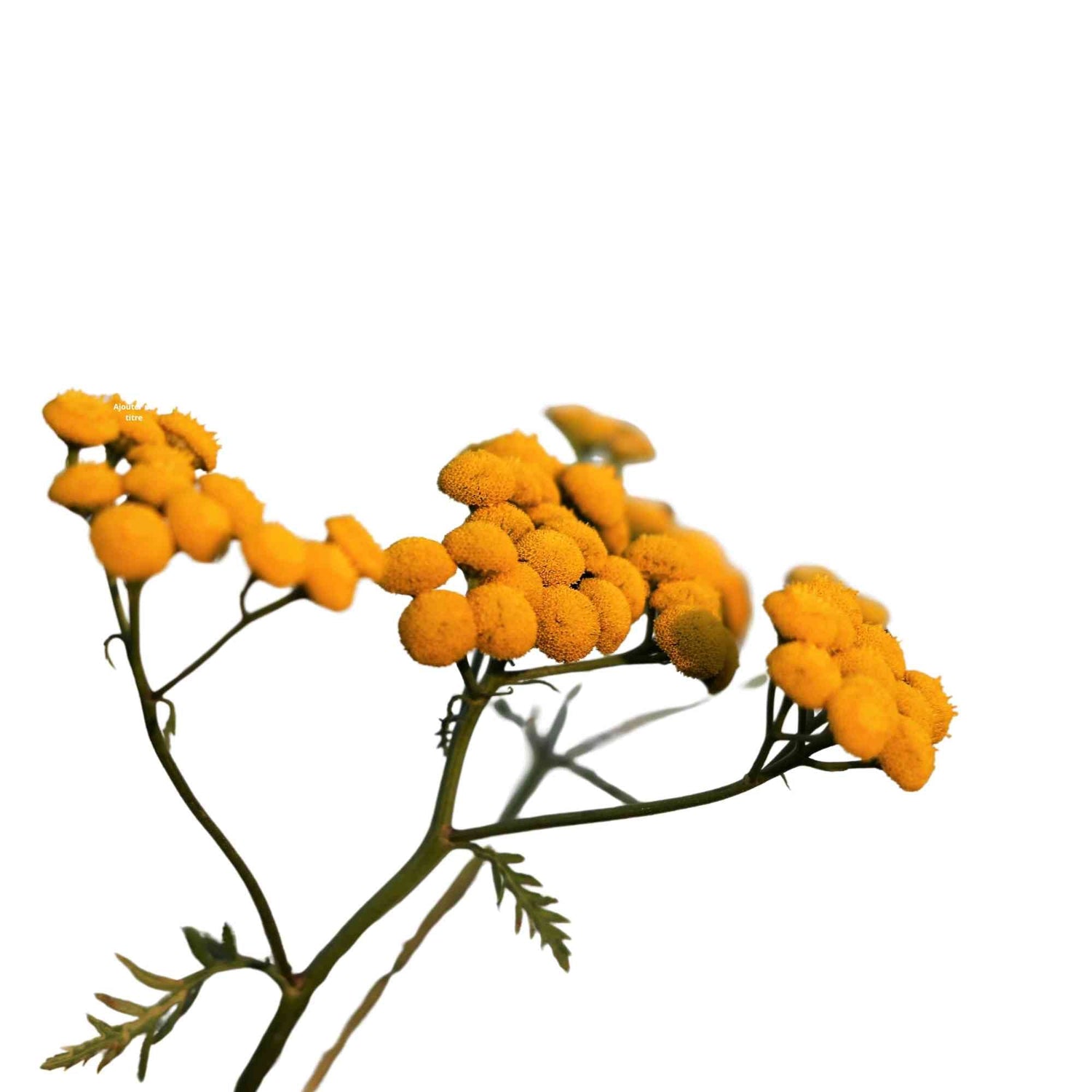 Immortelle Bleue : Propriétés et bienfaits