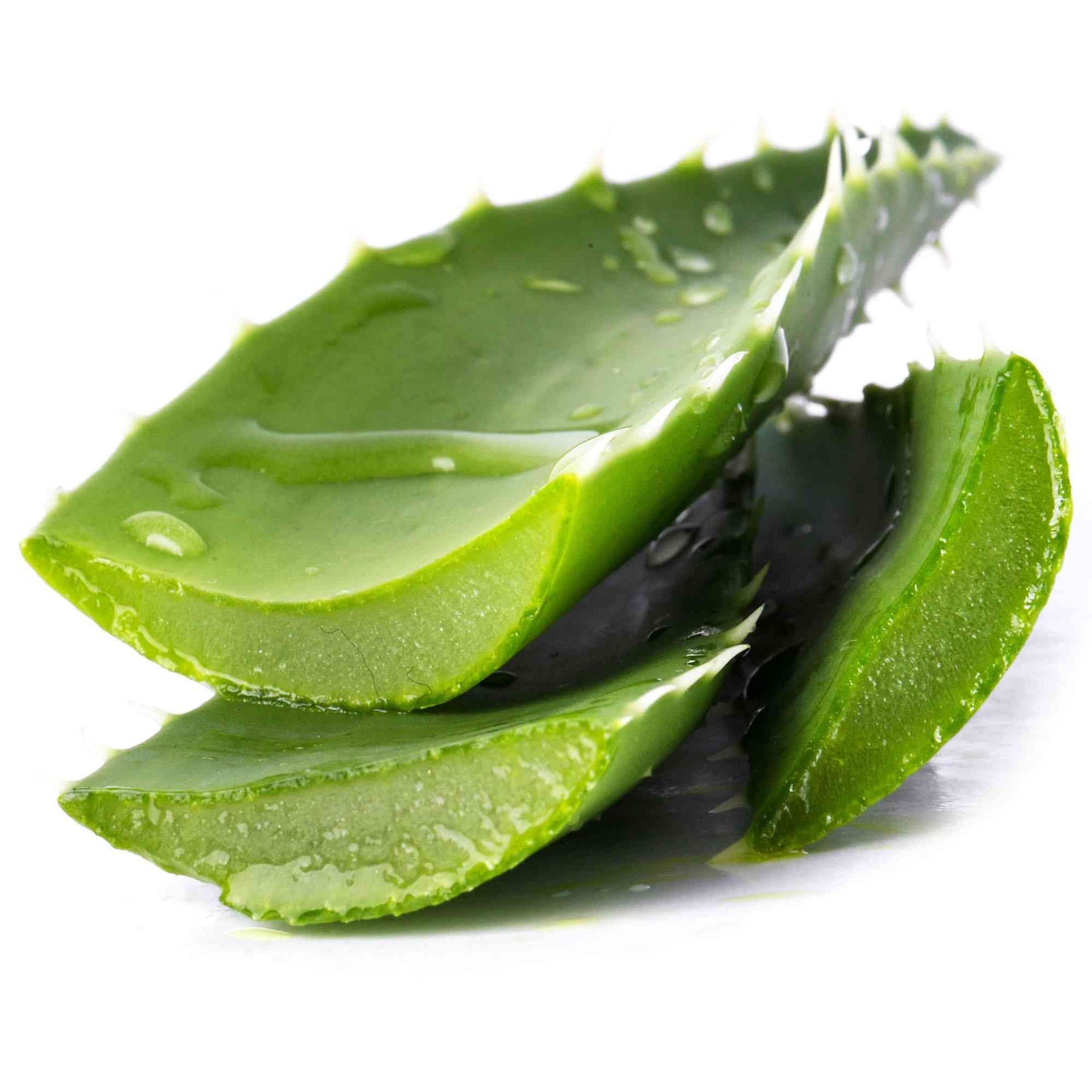 aloe vera pulpe Aloe Vera Pulp Slime  Momo Slimes