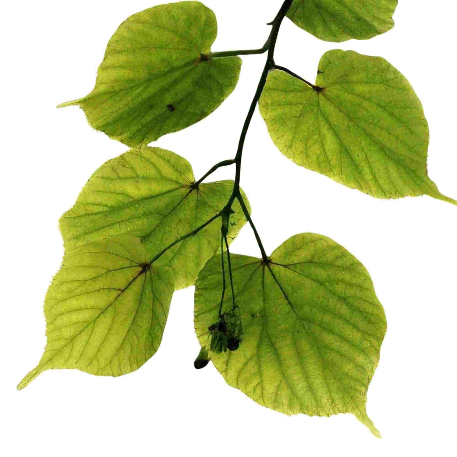 Lindera Strychnifolia : Propriétés en bienfaits