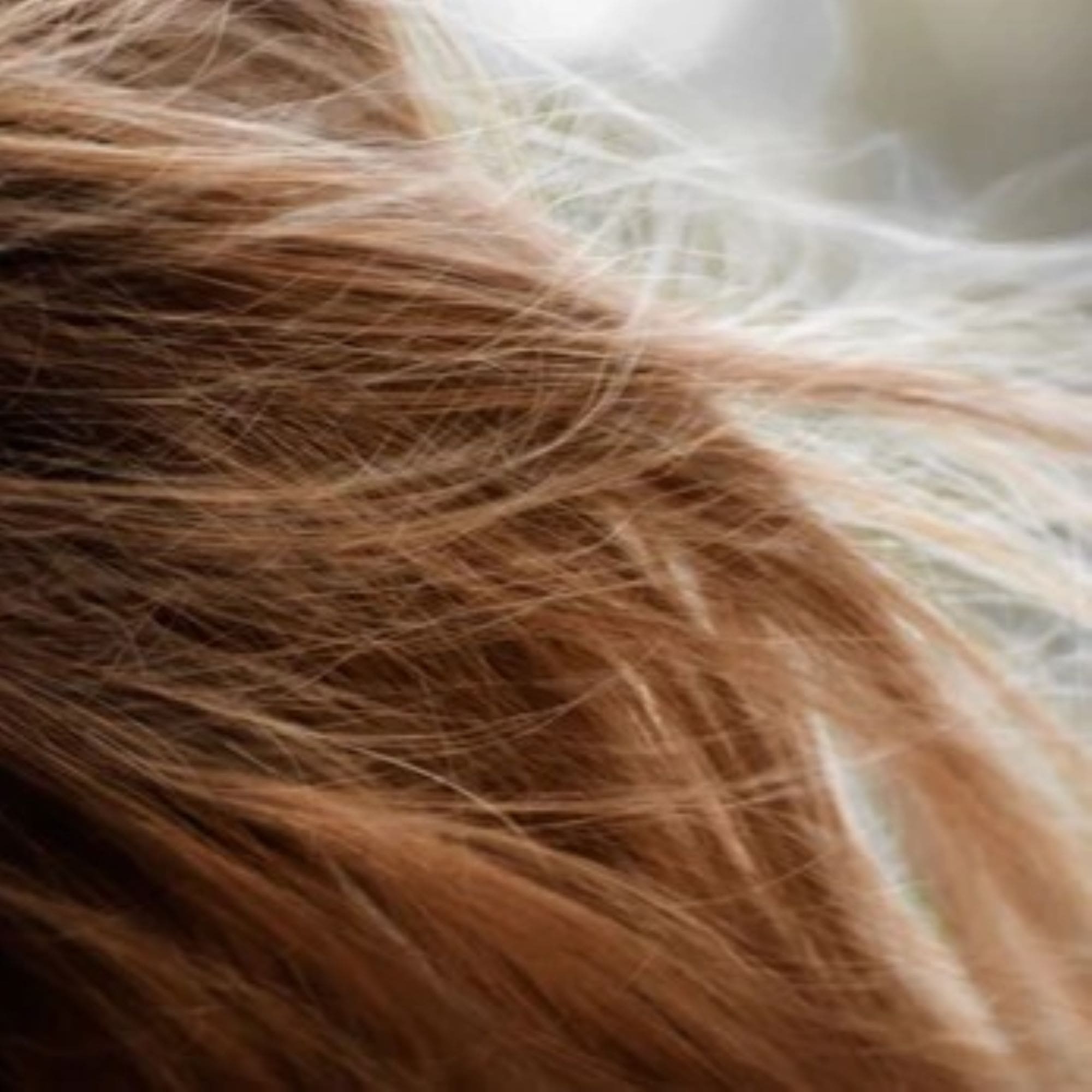 Nos cheveux, de toute longueur et de tout type, nous sont précieux. Ils nous représentent et affirment notre style personnel, notre identité. Mais pas seulement : les cheveux sont réputés pour faire office de protection naturelle du cuir chevelu contre les agressions extérieures.