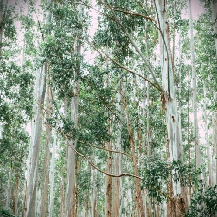 brume oreiller eucalyptus 