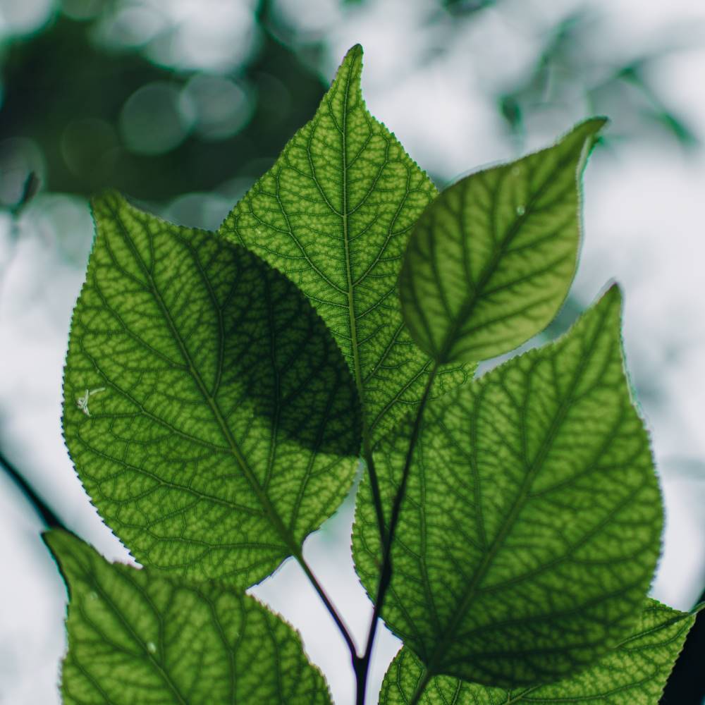 Feuilles de mûrier, symbole de naturalité et d'engagement environnemental de SILKBIOTIC.